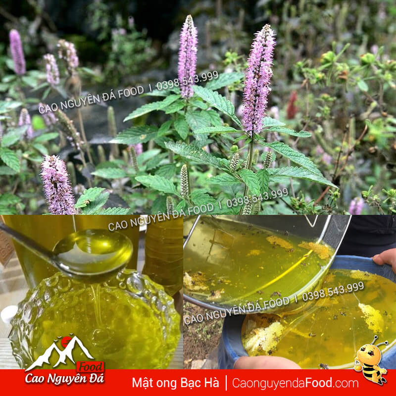 Mật ong Bạc Hà là gì