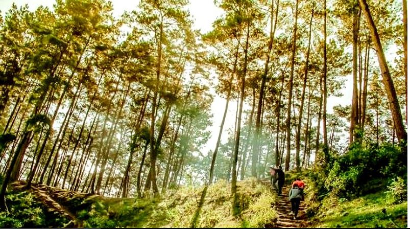 rừng thông yên minh hà giang