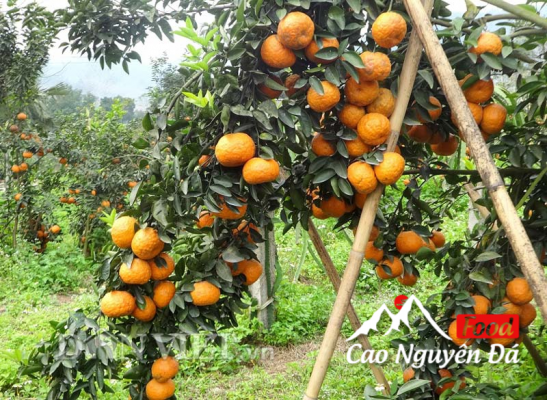 Cam sành bắc quang
