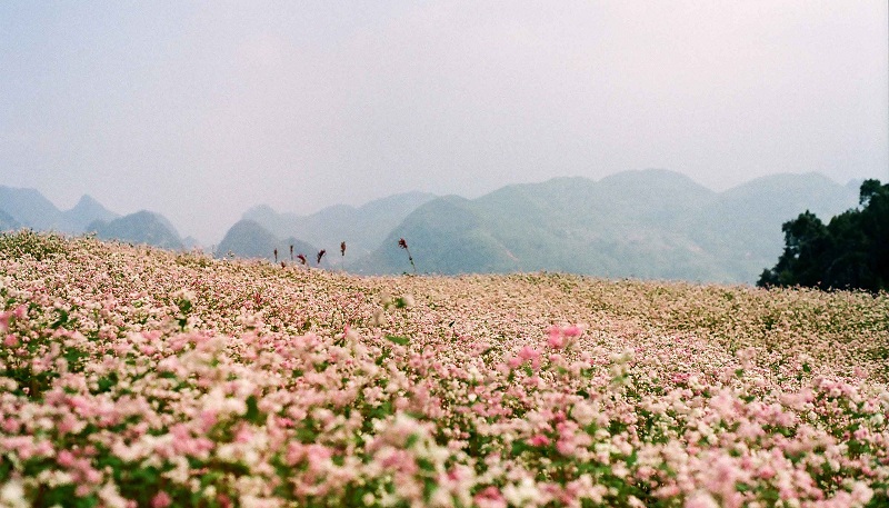 cánh đồng hoa tam giác mạch