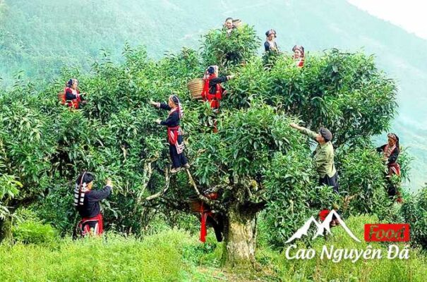 Chè Shan Tuyết Cổ Thụ Hà Giang đã uống một lần nhớ mãi không quên