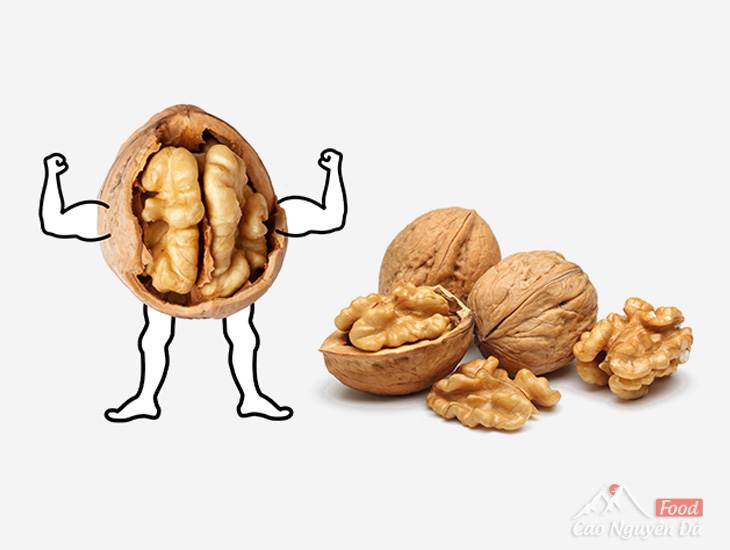 Quả Óc Chó là gì? Tác dụng của quả Óc Chó