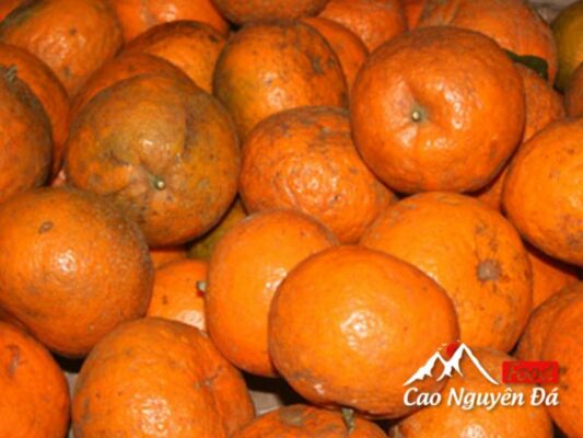 Cam sành Hà giang đặc sản vùng cao nguyên đá