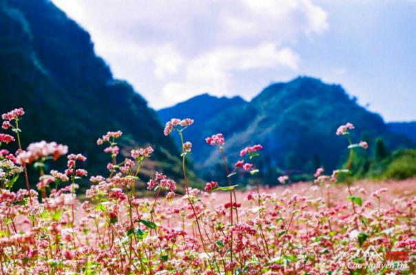 Hoa tam giác mạch