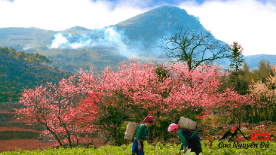 Mùa đông ở Hà Giang nơi địa đầu tổ quốc có gì đẹp?