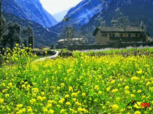 Thung lũng hoa cải