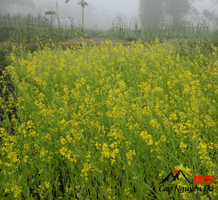 Hoa cải Hà Giang