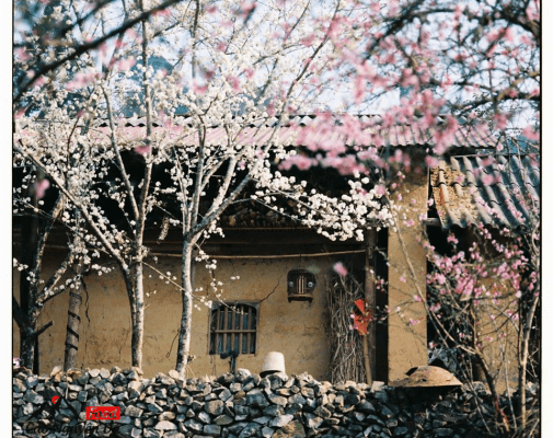 Mùa xuân ở hà giang
