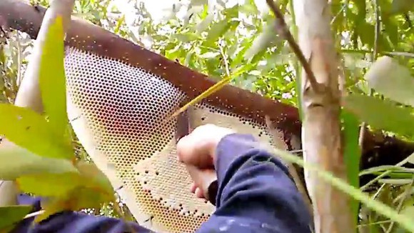 Tác dụng của mật ong rừng