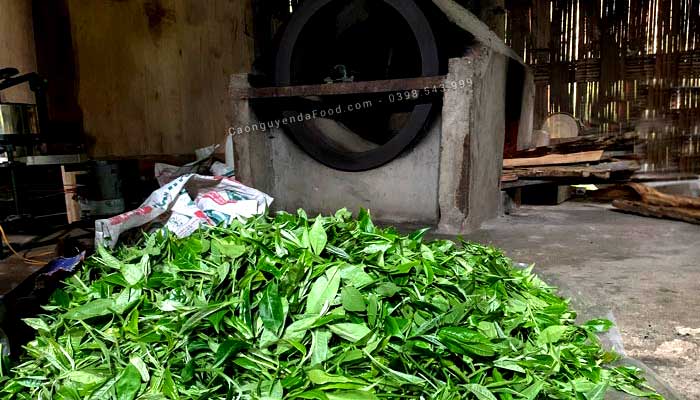 Chè Shan Tuyết Hà Giang