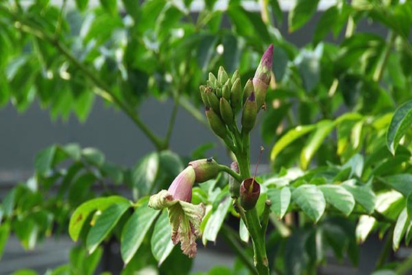 Cách làm món Hoa Kè Nhồi Thịt đơn giản mà thơm ngon