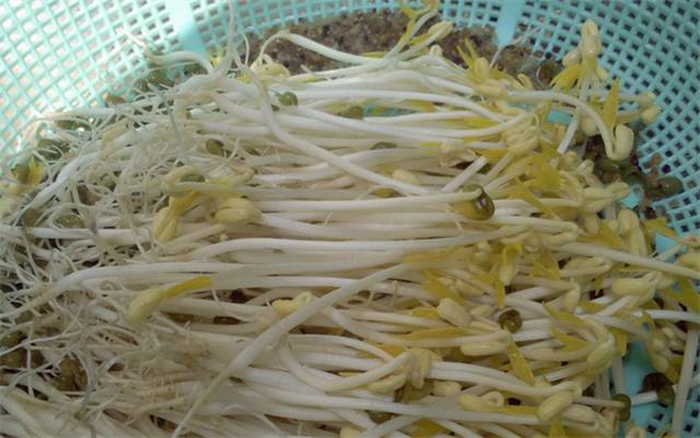 Cách làm giá đỗ trắng mập ngon bằng rổ nhựa đơn giản tại nhà
