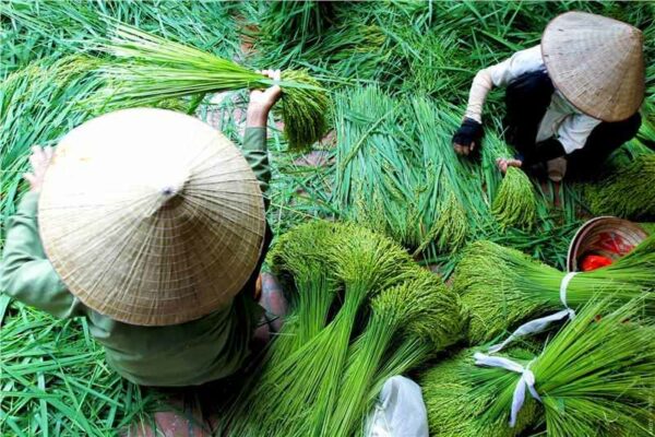 Cách làm cốm tươi từ A đến Z thơm ngon khó cưỡng