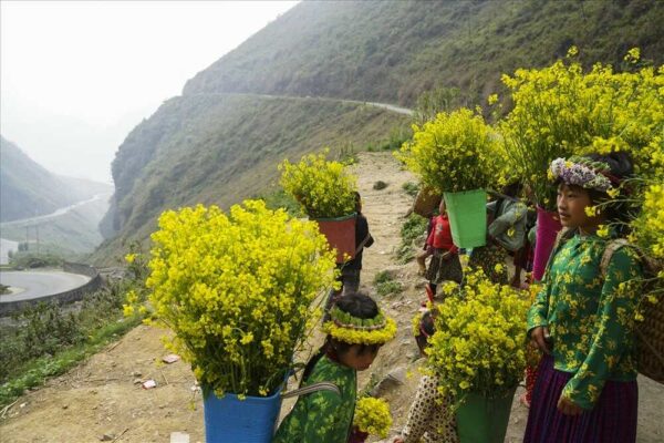 Mùa hoa cải ở Hà Giang mùa của thương nhớ và tình yêu